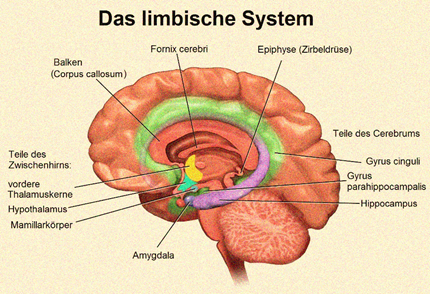 Der Sitz der Amygdala im limbischen System