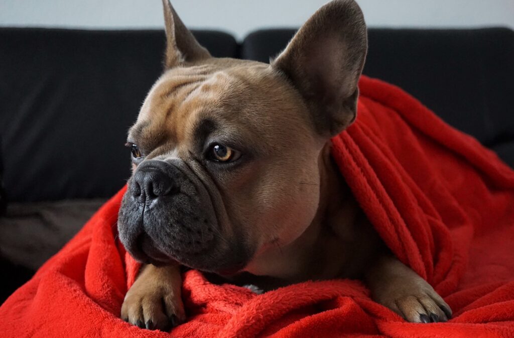 Novenber-Blues Hund gemütlich in die Decke gewickelt
