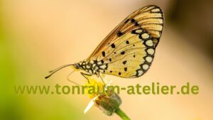 Schmetterling Tonraum Atelier